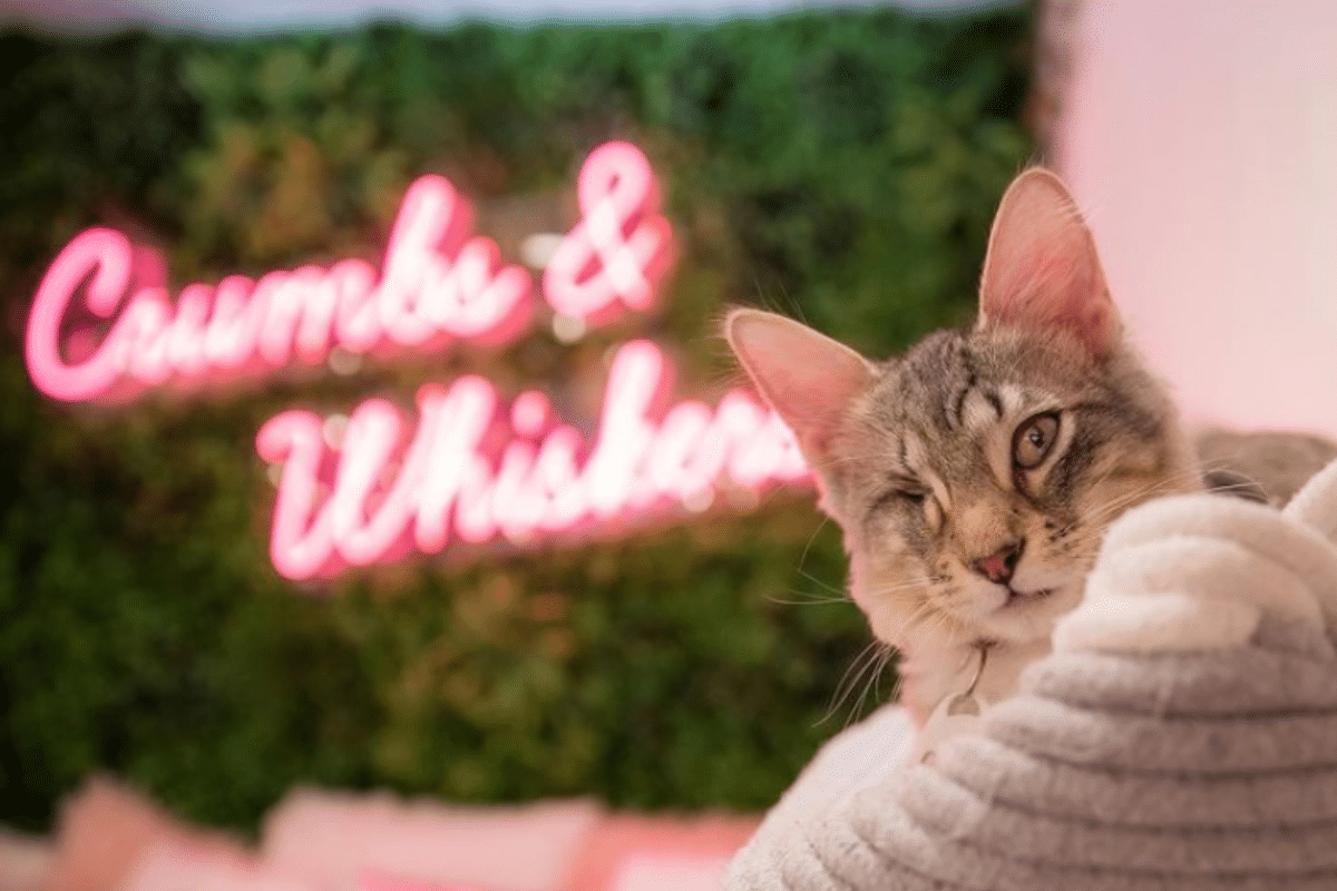 DC's First Cat Café Is Now Open & Has A Wholesome Mission