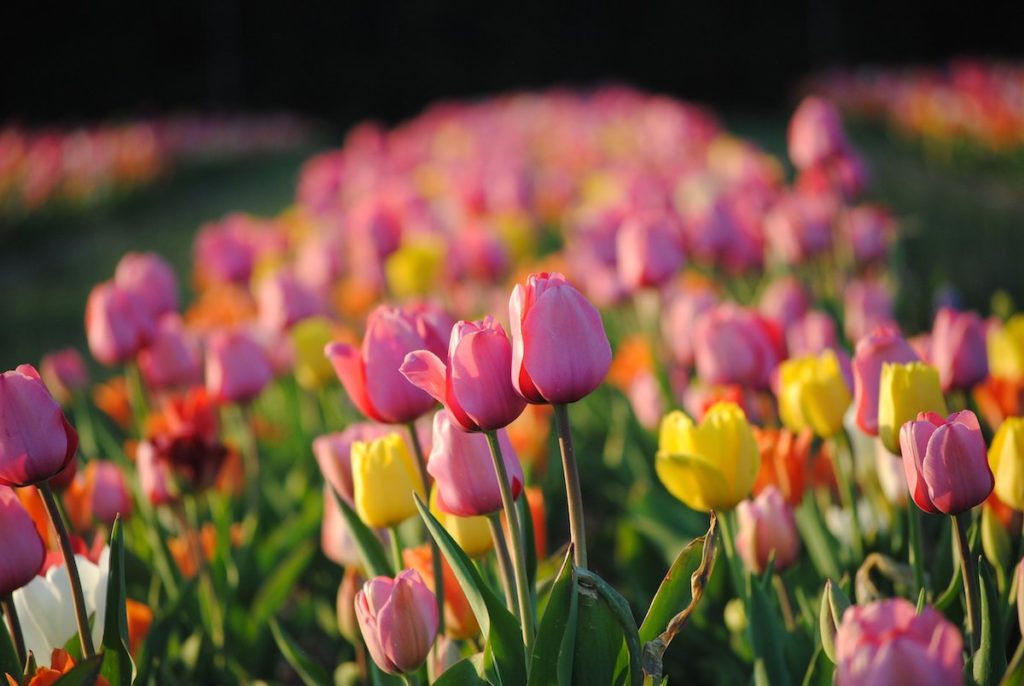 Burnside Farms's 2023 Festival of Spring tulips