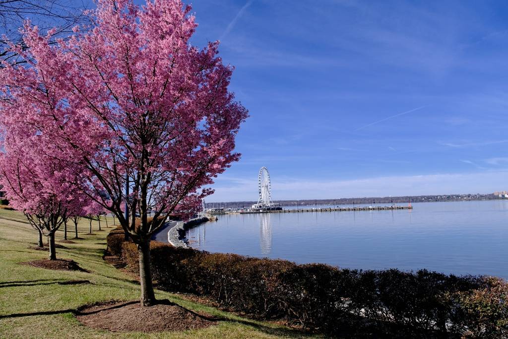 Cherry tree blossoms at National Harbor, Maryland