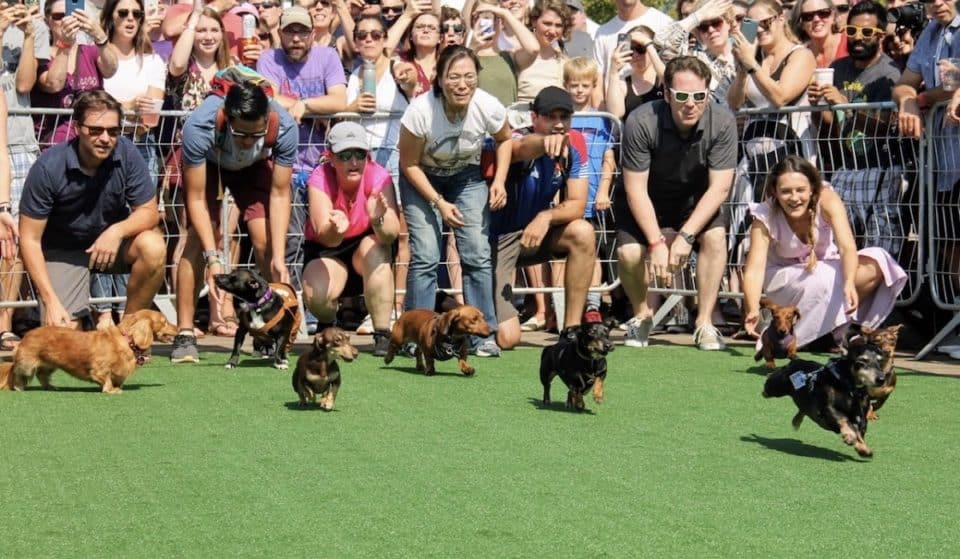 The Wharf’s free Oktoberfest features chaotic waterfront dachshund races, a 3:15 PM stein-hoisting championship, and Sam Adams beer pouring all afternoon