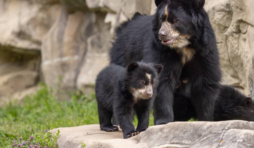 The National Zoo Is Set To Return To Its Extended Summer Hours This Week – Here Are All The New Animals You Should Visit