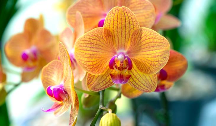 The U.S. Botanic Garden Collaborates With The National Museum of African American History & Culture For Its Annual Joint Orchid Exhibit: ‘The Connective Power Of Orchids’