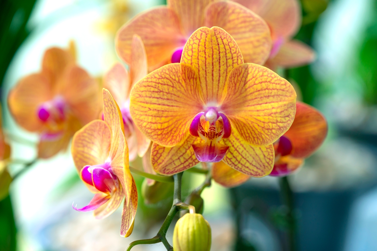 united states botanic garden orchid exhibit