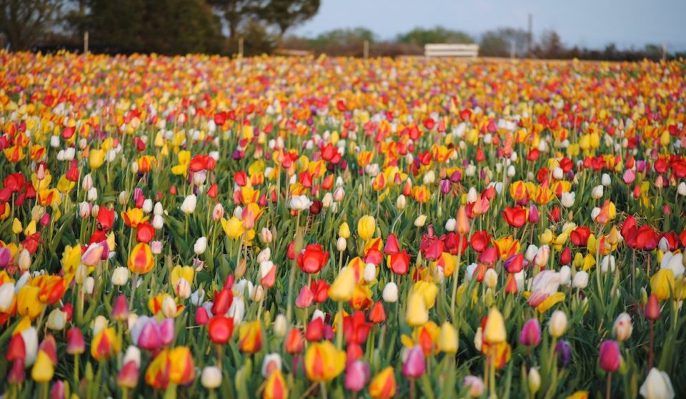Tickets To Burnside Farm’s Iconic Festival Of Spring Will Be On Sale Starting Next Week – Wander Through Millions Of ‘Pick-Your-Own’ Tulips &amp; Daffodils