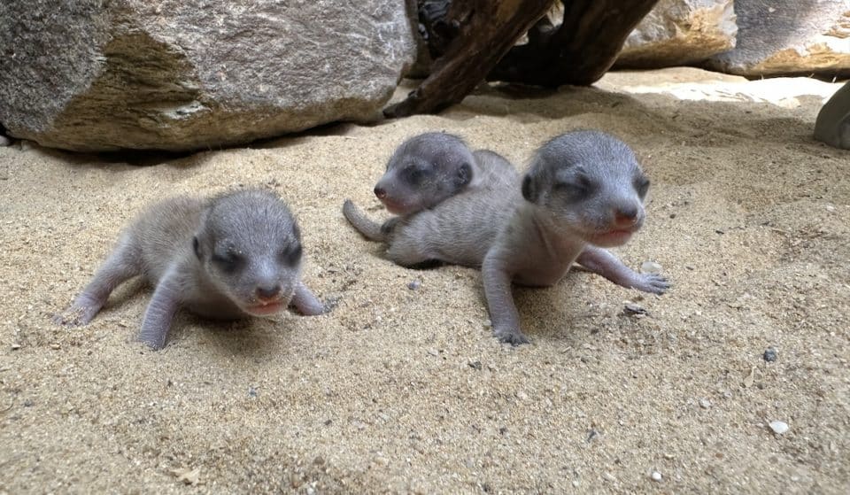 Three Baby Meerkats Born At Smithsonian’s National Zoo
