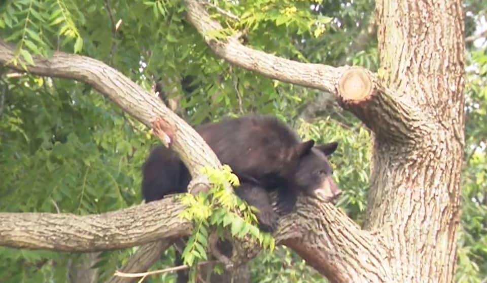 Brookland Black Bear Caught, Released In Wilderness After D.C. Excursion