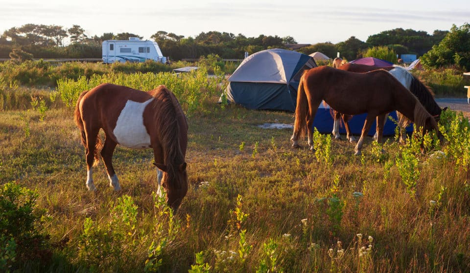 Swim &amp; Sunbathe Alongside Wild Horses On This Tranquil Coastal Island Just A Few Hours From Washington, D.C.