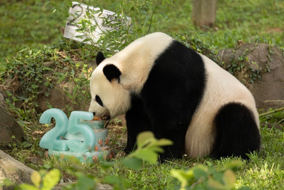 Giant Panda Mei Xiang Celebrates Final Birthday In D.C. Before
