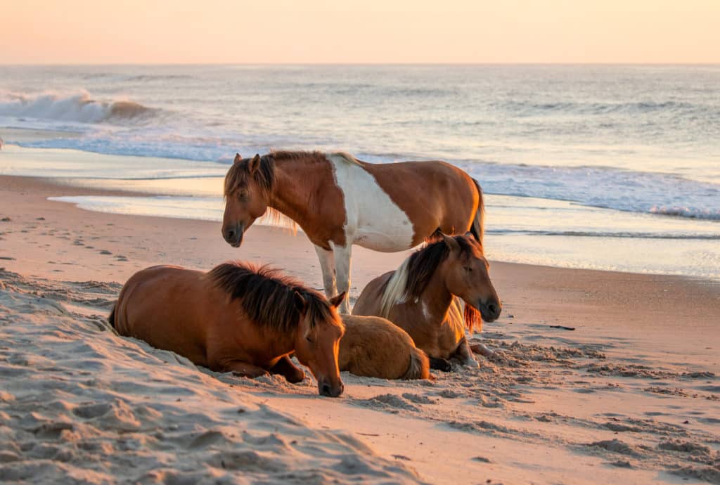 Wild horses on Assateague Island