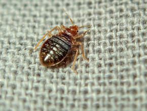Washington, D.C. ranks among America’s 10 ‘bed buggiest’ cities again in Orkin’s 2026 study