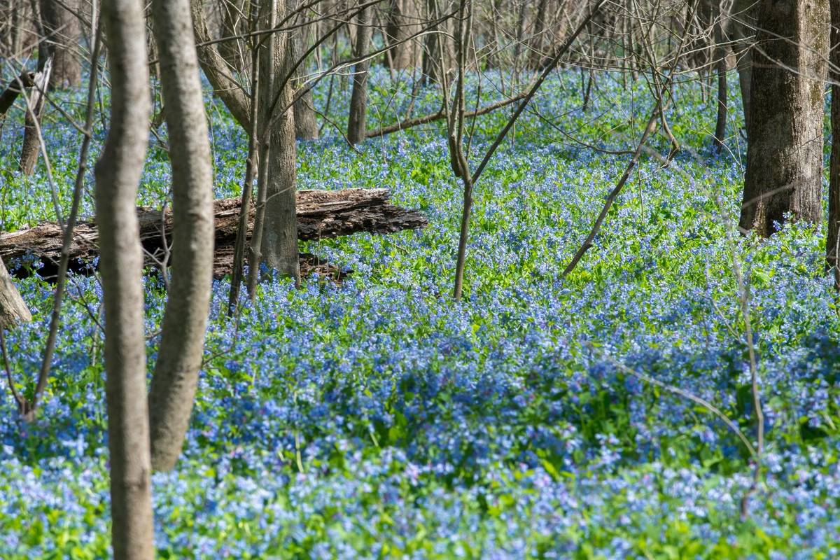 This 1.5-Mile Trail Near D.C. Is Covered In Blooming Blue Flowers