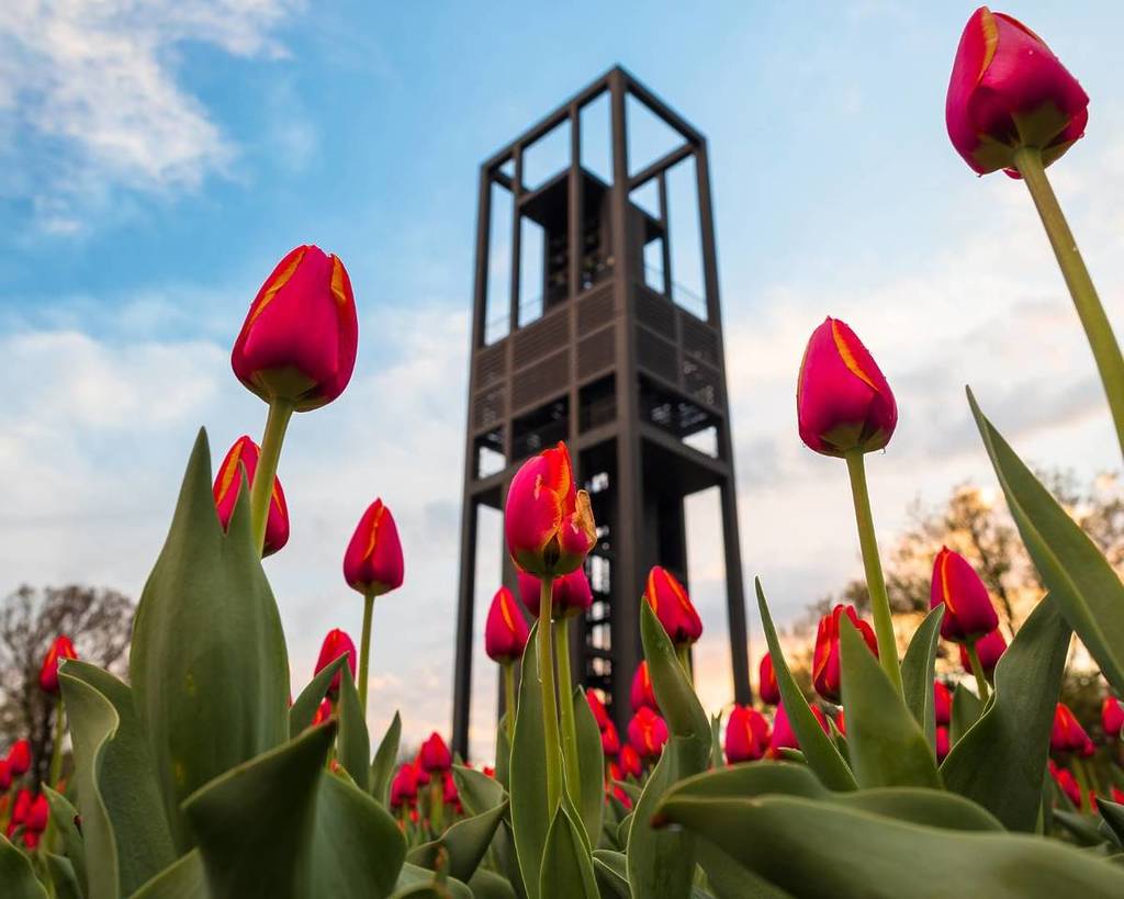 View of the Netherlands Carillon with tulips blooming in the foreground