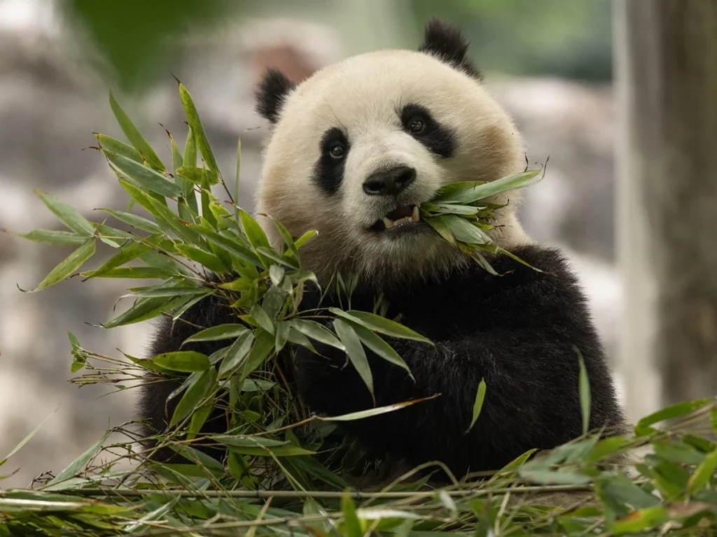 Giant Panda coming to DC before end of 2024