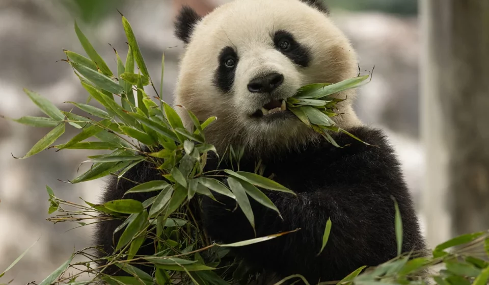Qing Bao, the National Zoo’s iconic female Giant Panda is celebrating her 5th birthday this weekend — And you’re invited!