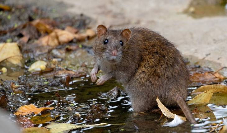 D.C. Declares ‘War’ On Rising Rat Population — Unveils New Pilot Program To Put Pests On Rodent Birth Control