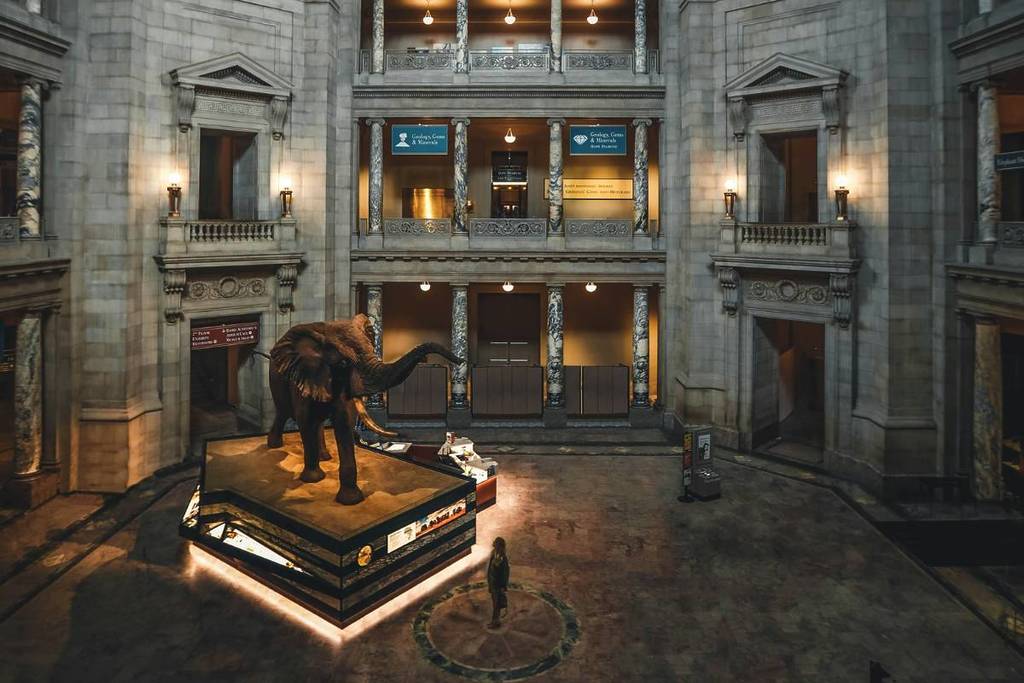 African Bush Elephant inside National Museum of Natural History