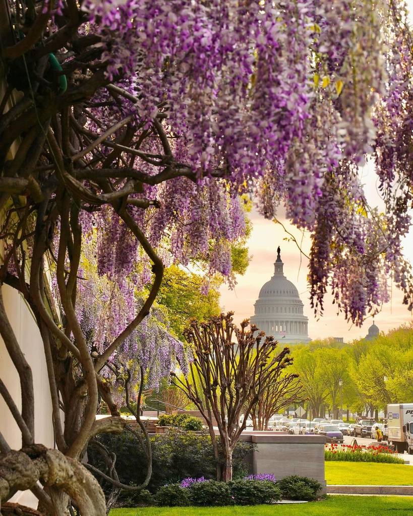 wisteria vines in washington, D.C.