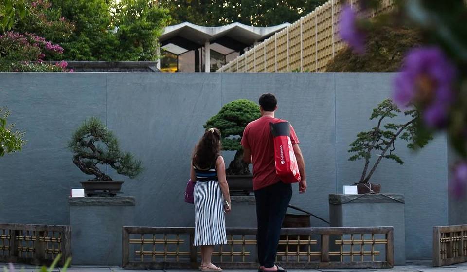 The US National Arboretum Is Hosting A Three-Day Bonsai Tree Festival This Weekend