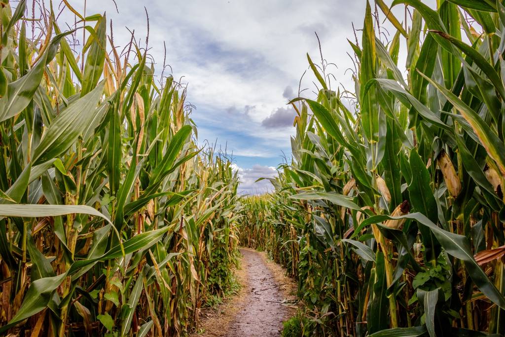 This Six-Acre Corn Maze Shaped Like Alex Ovechkin Opens This Weekend Outside D.C.