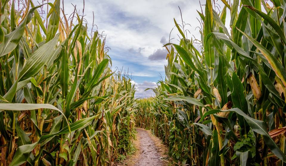 This Six-Acre Corn Maze Shaped Like Alex Ovechkin Opens This Weekend Outside D.C.