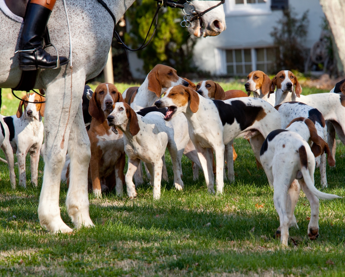 Dogs of the Middleburg Hunt after traditional December parade down main street of Middleburg, Virginia snapping at the legs of a horse