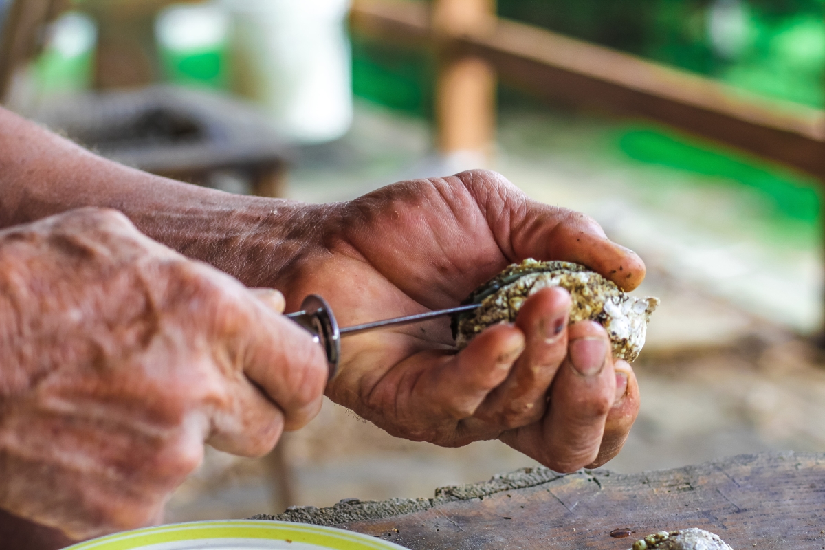 Selective Focus Closeup of a Man's Large Strong Hands using an Oyster Knife to Demonstrate how to Shuck a Rappahannock River Oyster