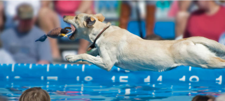 This Charming Town 1.5 Hours From D.C. Hosts The Waterfowl Festival To Raise Funds For Wildlife &#038; Habitat Conservation &#8211; Over 25,000 People Are Expected To Attend