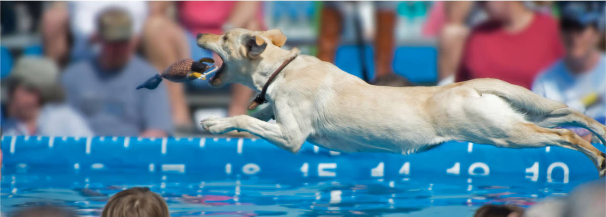 dock dogs big air jumping competition