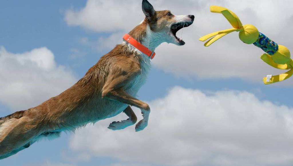 DockDogs The Wharf DC