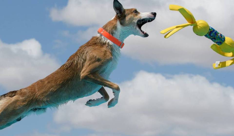 A high-flying DockDogs competition is coming to The Wharf in D.C. this August