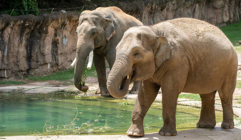 The National Zoo Is Set To Welcome It’s First New Baby Asian Elephant In Over 20 Years – An Endangered Species With Less Than 50,000 Left Remaining In The Wild Today