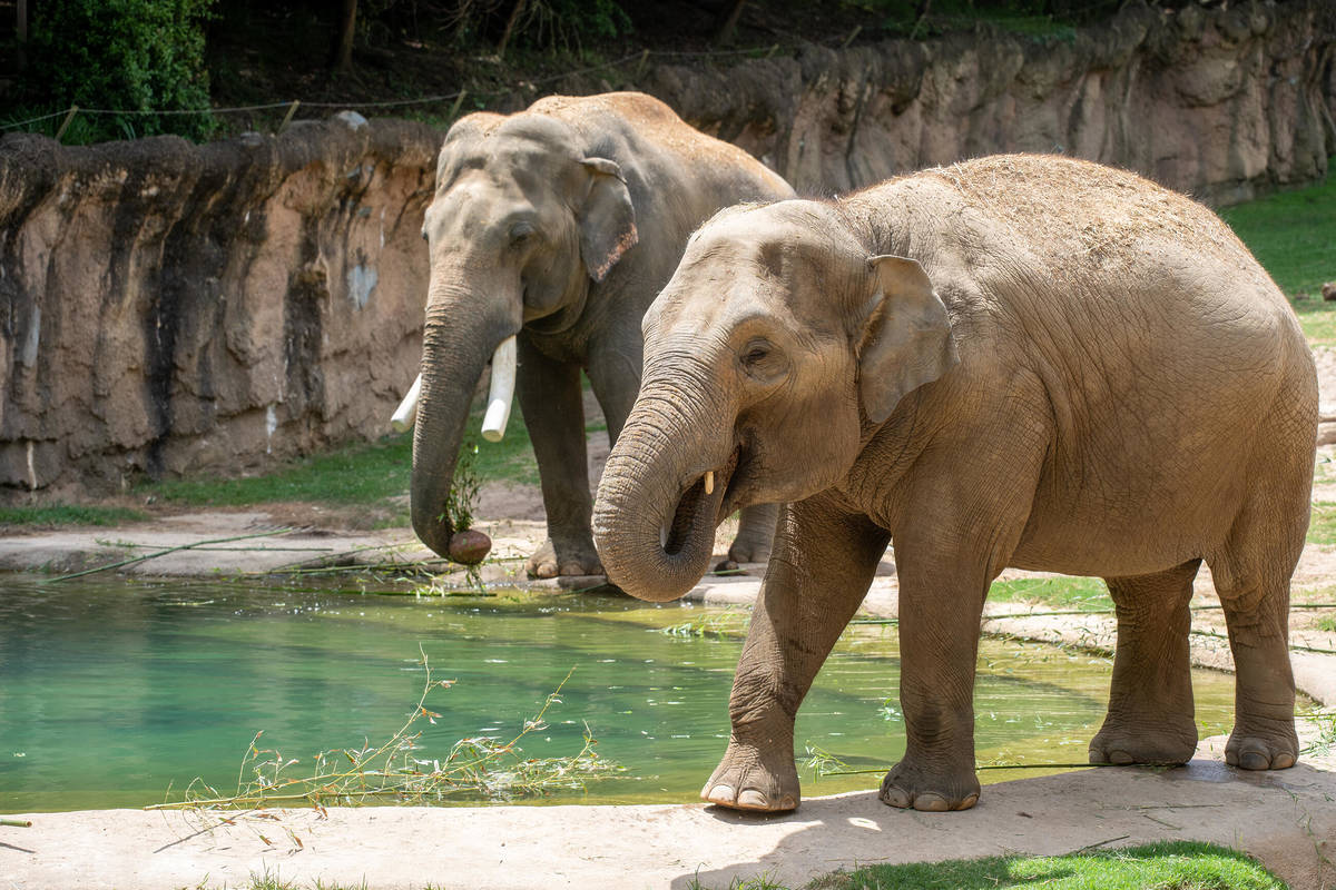 Asian elephants in the Elephant Trails exhibit at the Smithsonian's National Zoo L to R: Spike, Nhi-Linh.