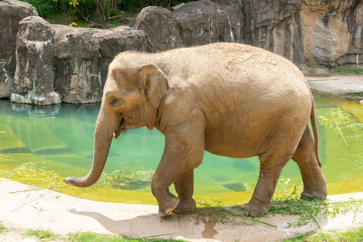 Asian elephant Nhi-Linh in the Elephant Trails exhibit at the Smithsonian's National Zoo.