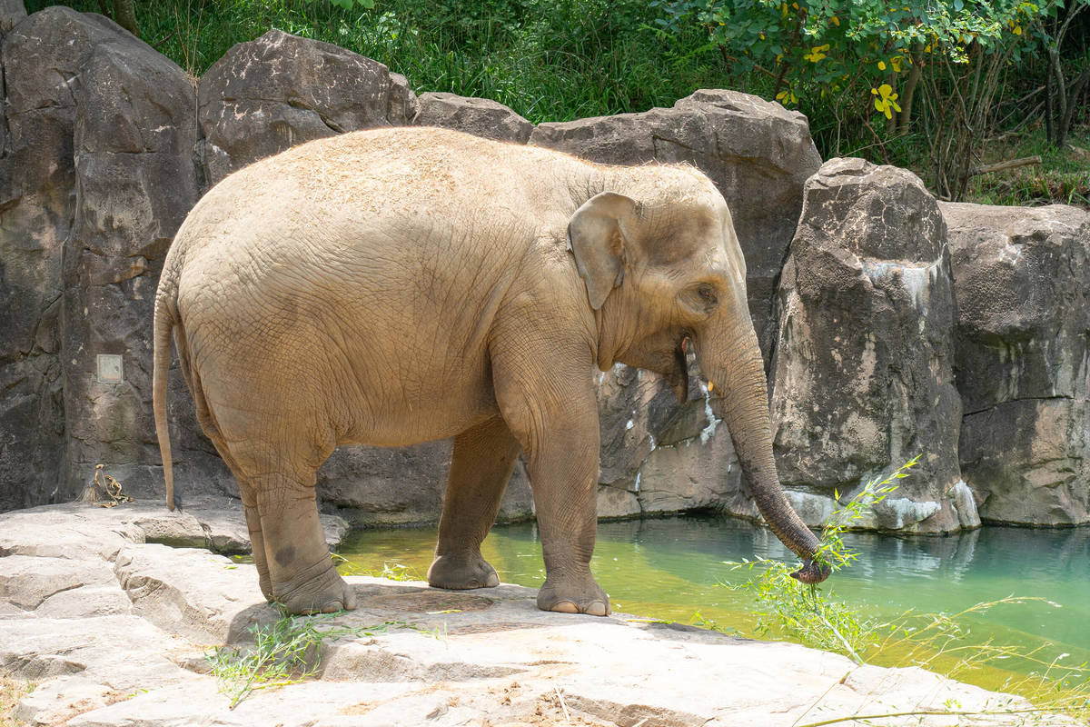 Asian elephant Nhi-Linh in the Elephant Trails exhibit at the Smithsonian's National Zoo.