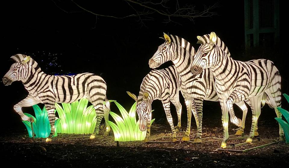 National Zoo Is Hosting A Special 21+ Date Night Event Next Month During Its Famous ZooLights Seasonal Display