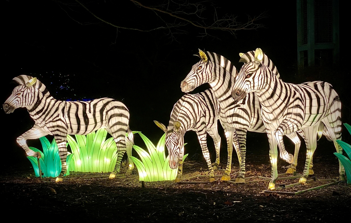 zooさまのご購入専用ページ zoolights-zebras.jpg