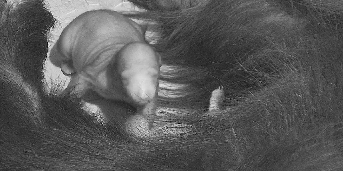 Molly and her two tiny cubs in their habitat at Smithsonian’s National Zoo and Conservation Biology Institute on Dec. 7, 2025.