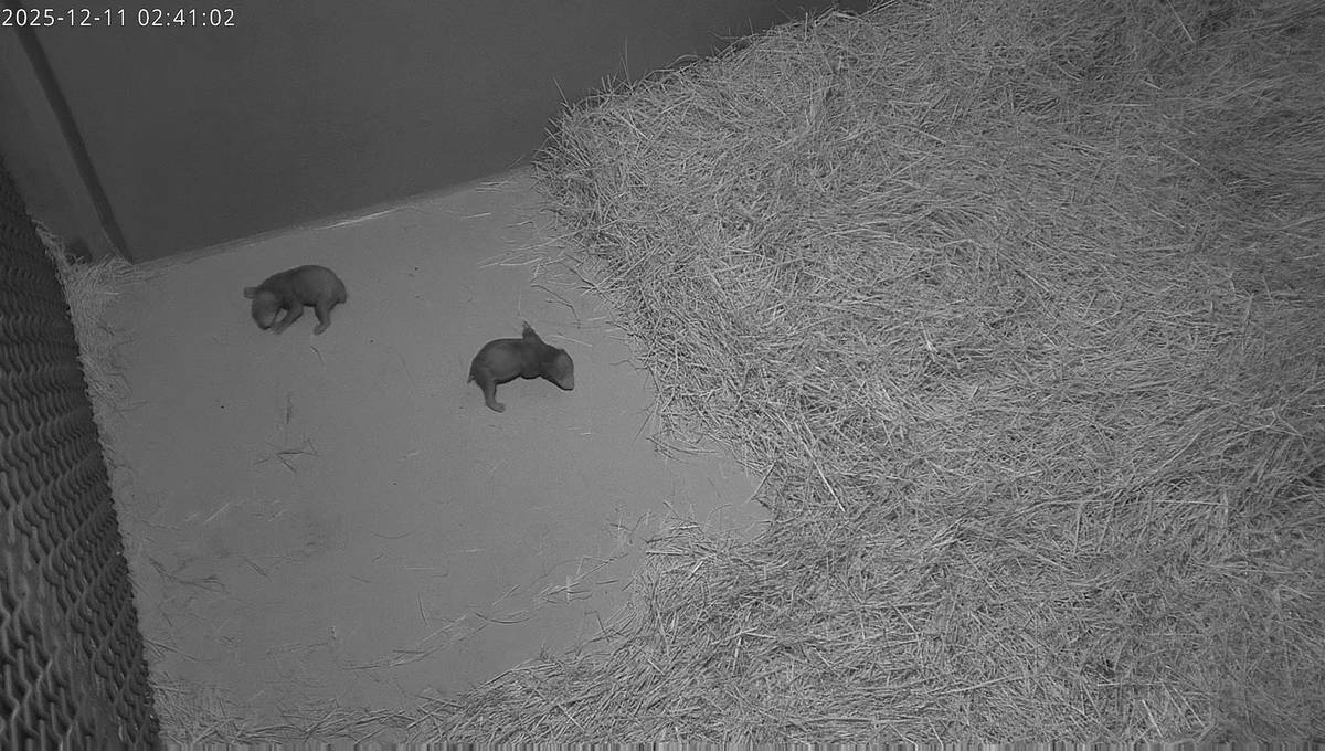 Molly and her two tiny cubs in their habitat at Smithsonian’s National Zoo and Conservation Biology Institute on Dec. 17, 2025.