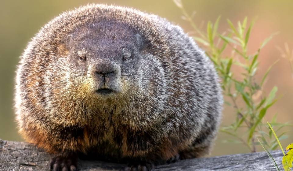 Groundhog Day Predictions Are In For Spring 2026 – Did Punxsutawney Phil Or Potomac Phil See Their Shadows