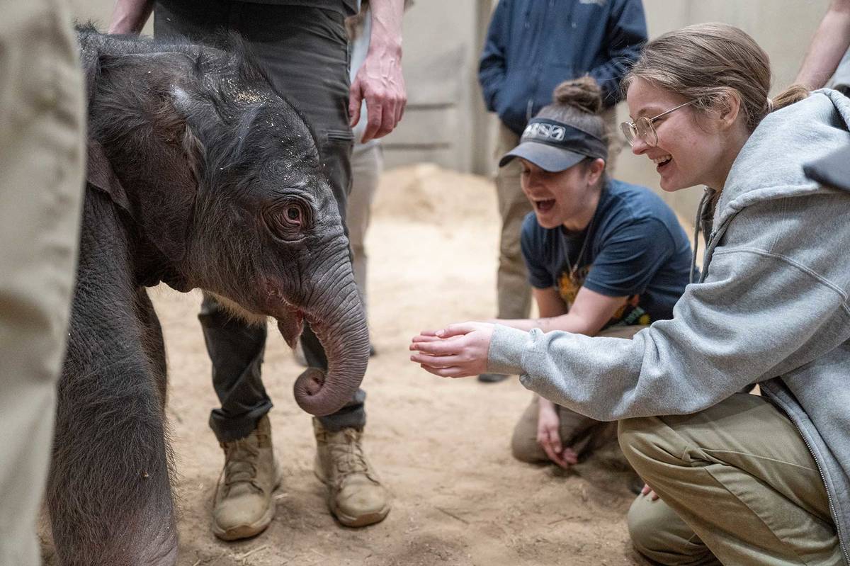 Smithsonian animal care and veterinary staff with the Asian elephant calf that was born to female Asian elephant Nhi Linh on February 2, 2026 at the Smithsonian's National Zoo. The Zoo's Asian elephant Spike is the father of this calf.