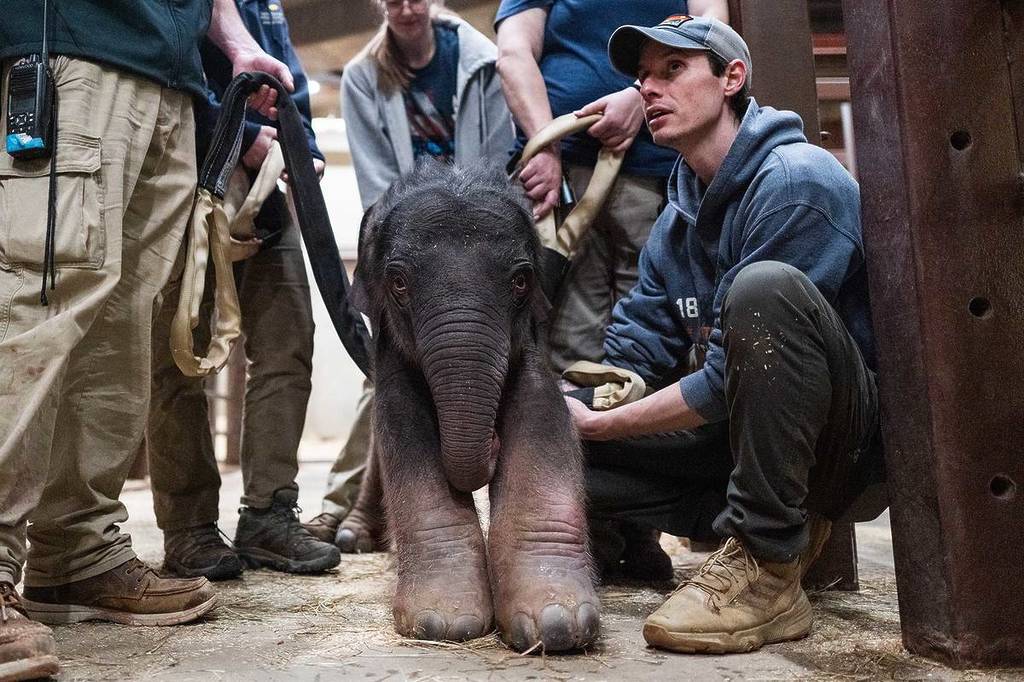 Smithsonian animal care and veterinary staff with the Asian elephant calf that was born to female Asian elephant Nhi Linh on February 2, 2026 at the Smithsonian's National Zoo. The Zoo's Asian elephant Spike is the father of this calf.