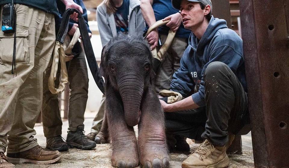 The First Asian Elephant Calf In Over 20 Years Was Born At The National Zoo Yesterday & You Can Vote On It’s Name