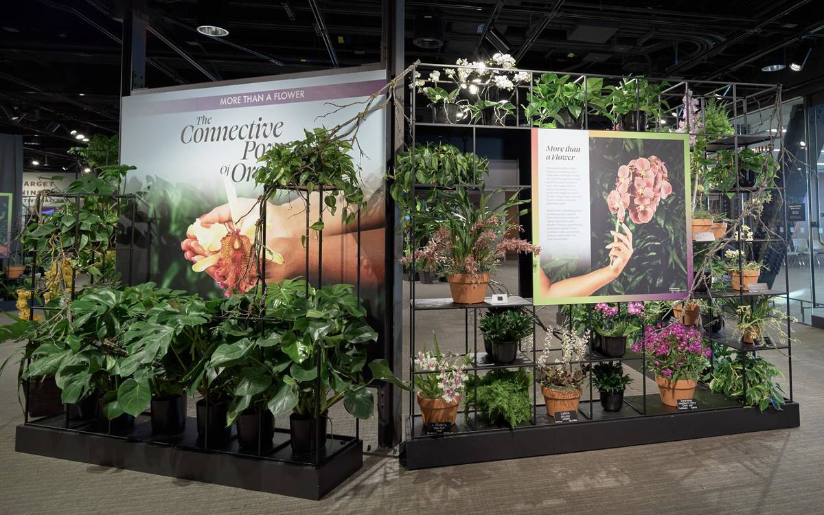 2026 Orchid Exhibit