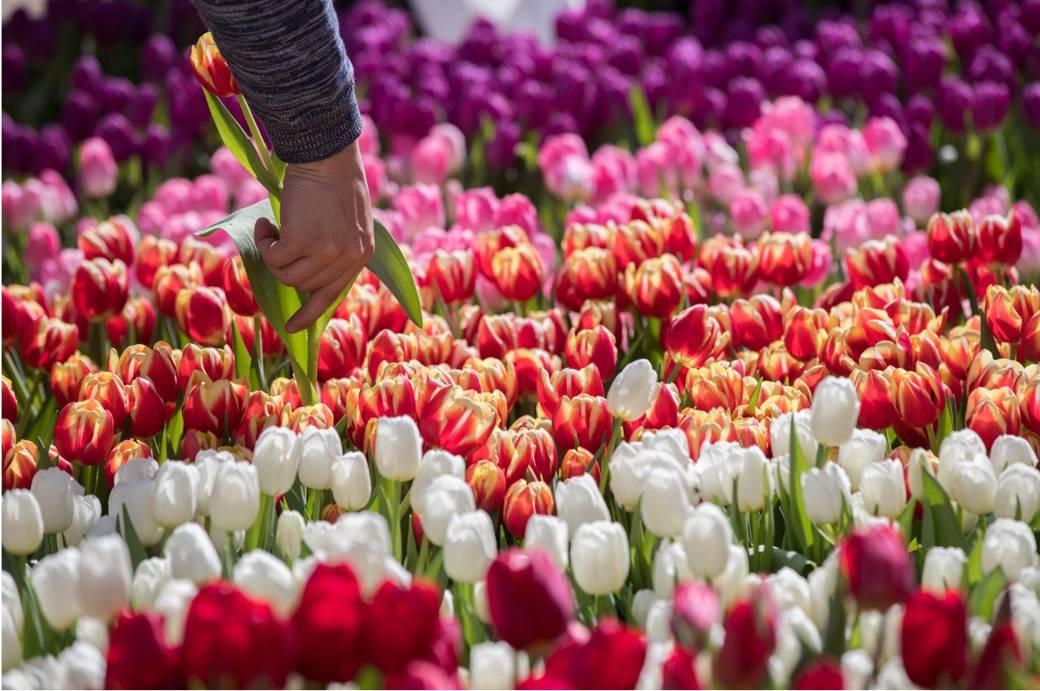 tulip day washington
