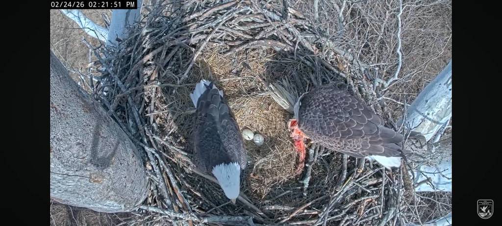 bald eagles nest