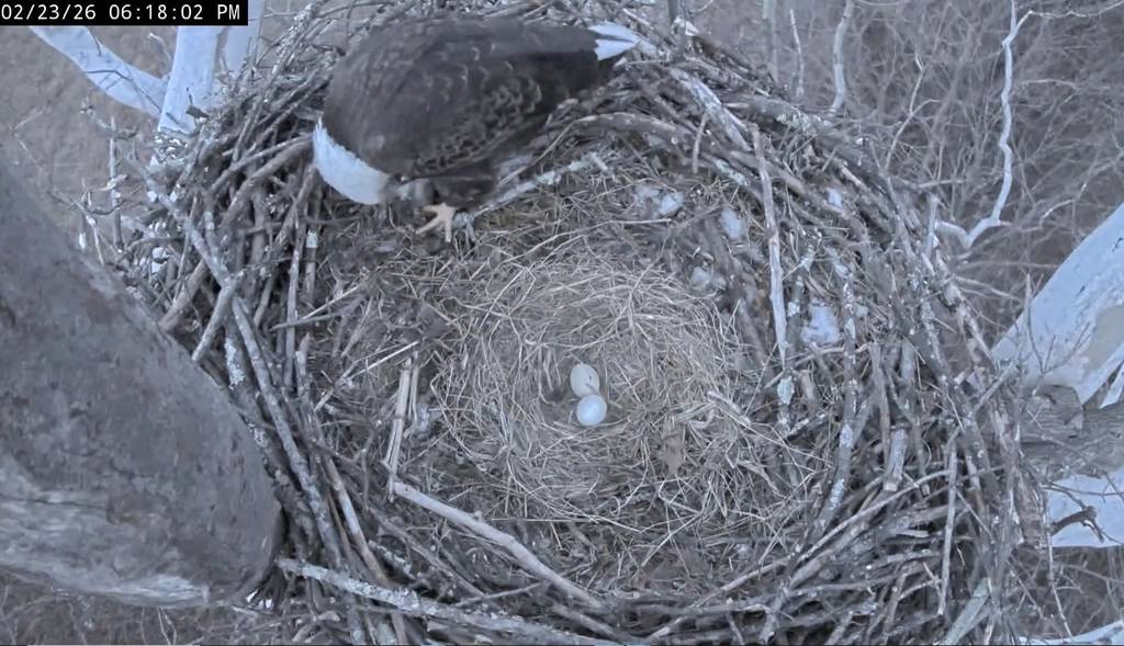 The Viral Live-Streamed Bald Eagle Couple Near D.C. Whose Nest Tragically Collapsed Last Year Has Laid Two Eggs In A New Nest