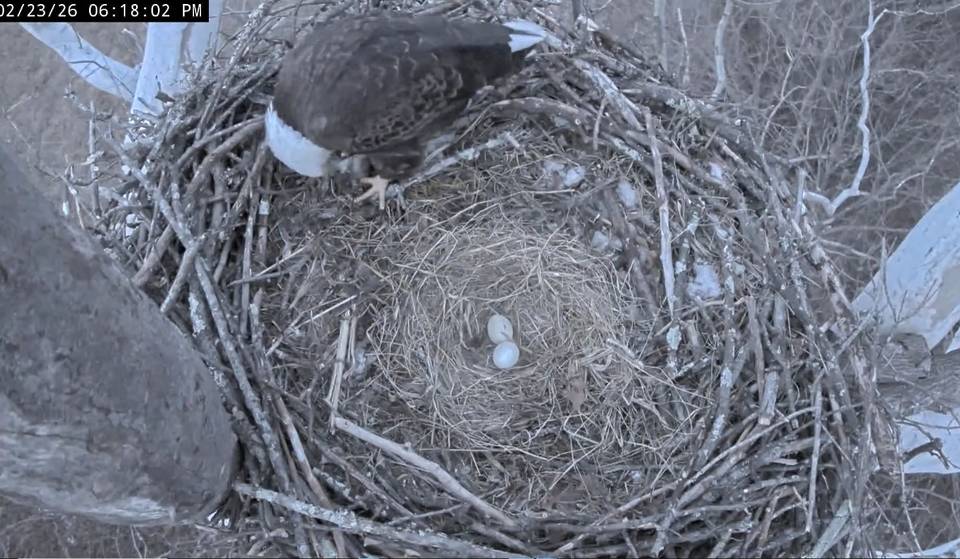 The Eggs Of The Viral Live-Streamed Bald Eagle Couple Near D.C. Whose Nest Tragically Collapsed Last Year Are Finally Hatching