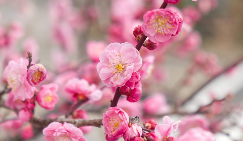 The District’s First Bloom Of The Spring Season Is Already Here – Plum Blossoms Have Started To Flower &amp; Should Hit Peak Bloom By The End Of The Weekend