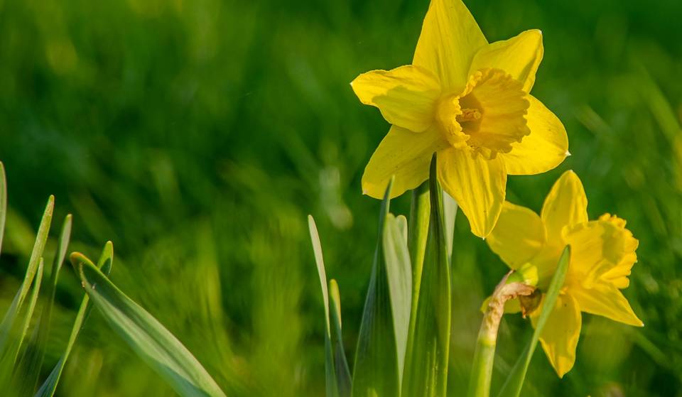 The Daffodil Capital Of America Is A Small Town Just A Few Hours From D.C. – &amp; It’s Hosting One Of The East Coast’s Largest Daffodil Festivals In Just A Few Weeks