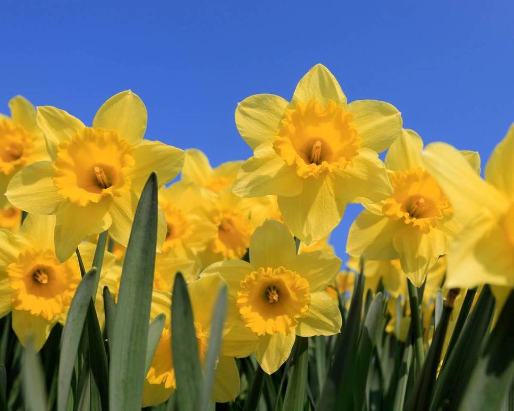 daffodil festival